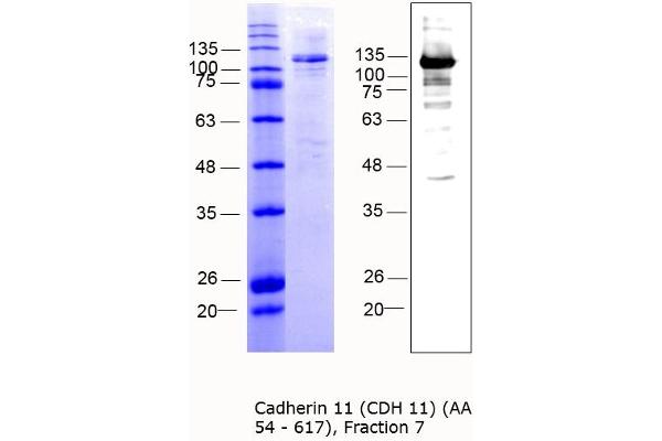 OB Cadherin Protein (AA 54-617) (MBP tag)