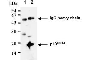 Western Blotting (WB) image for anti-Cyclin-Dependent Kinase Inhibitor 2D (p19, Inhibits CDK4) (CDKN2D) antibody (ABIN487338) (CDKN2D Antikörper)