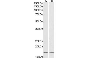 Western Blotting (WB) image for anti-Ionized Calcium-binding Adapter Molecule 1 (IBA1) (C-Term) antibody (ABIN184738)