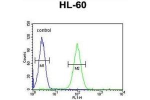 Flow cytometric analysis of HL-60 cells using LNPEP Antibody (N-Term) Cat.
