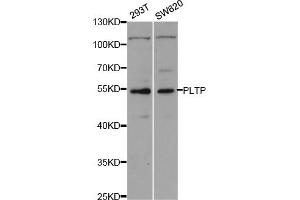 Western blot analysis of extracts of various cell lines, using PLTP antibody (ABIN5973280) at 1/1000 dilution. (PLTP Antikörper)