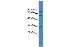 VCP antibody used at 0. (VCP Antikörper  (C-Term))
