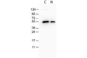 Monoclonal Antibody to detect conjugated proteins detects both C terminal linked and N terminal linked tagged recombinant proteins by western blot. (DYKDDDDK Tag Antikörper)