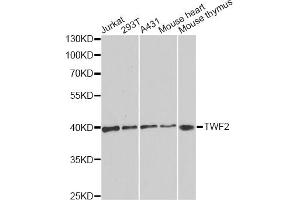 Western blot analysis of extracts of various cell lines, using TWF2 antibody. (TWF2 Antikörper)