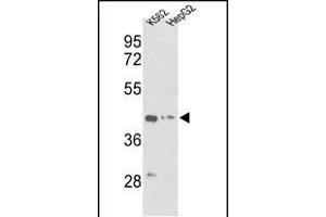Western blot analysis of ACTG1 Antibody (Center) (ABIN390439 and ABIN2840819) in K562, HepG2 cell line lysates (35 μg/lane). (Actin, gamma 1 Antikörper  (AA 188-215))