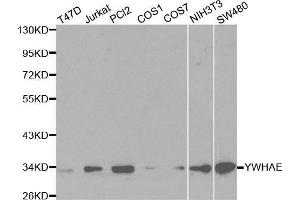 Western blot analysis of extracts of various cell lines, using YWHAE antibody. (YWHAE Antikörper  (AA 1-255))