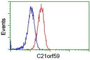 Image no. 2 for anti-Chromosome 21 Open Reading Frame 59 (C21orf59) antibody (ABIN1497042) (C21orf59 Antikörper)