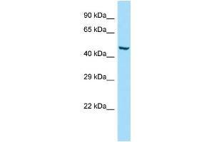 WB Suggested Anti-GMCL1 Antibody Titration: 1.