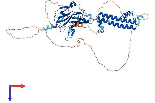 KCNJ3 Protein (AA 1-501) (His tag)