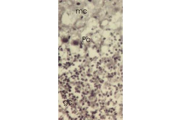 TXNL1 Antikörper  (C-Term, Trp32)