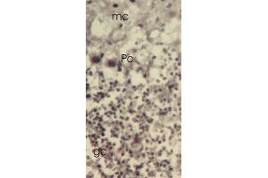 TXNL1 antibody  (C-Term, Trp32)