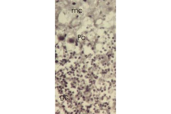 TXNL1 antibody  (C-Term, Trp32)