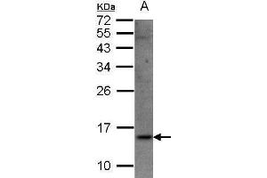 WB Image Sample(30 μg of whole cell lysate) A:Raji, 15% SDS PAGE antibody diluted at 1:1500 (SRP14 Antikörper)