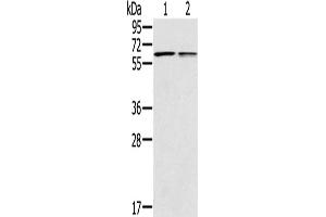 Western Blotting (WB) image for anti-Prostaglandin E Receptor 2 (Subtype EP2), 53kDa (PTGER2) antibody (ABIN2433631) (PTGER2 Antikörper)