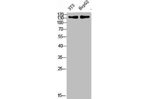 Western Blot analysis of 3T3, hepg2 cells using Antibody diluted at 500 (COL17A1 Antikörper  (AA 481-530))