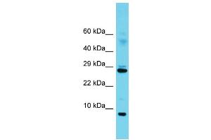 Western Blotting (WB) image for anti-Splicing Factor 3b, Subunit 5, 10kDa (SF3B5) (C-Term) antibody (ABIN2788607) (SF3B5 Antikörper  (C-Term))
