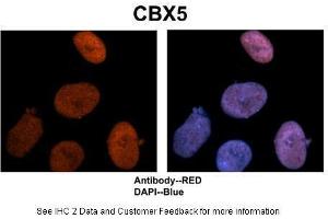 Sample Type :  Human NT-2 cells   Primary Antibody Dilution :  1:500  Secondary Antibody :  Goat anti-rabbit Alexa-Fluor 594  Secondary Antibody Dilution :  1:1000  Color/Signal Descriptions :  CBX5: Red DAPI:Blue  Gene Name :  CBX5  Submitted by :  Dr. (CBX5 Antikörper  (Middle Region))