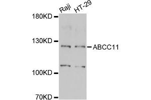 Western blot analysis of extracts of various cell lines, using ABCC11 antibody (ABIN2560870) at 1:1000 dilution. (ABCC11 Antikörper)
