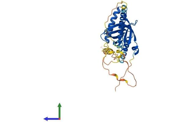 GULP1 Protein (AA 1-304) (His tag)