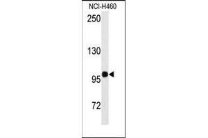 Western blot analysis of anti-HIPK2 Antibody in NCI-H460 cell line lysates (35ug/lane). (HIPK2 Antikörper  (Tyr361))