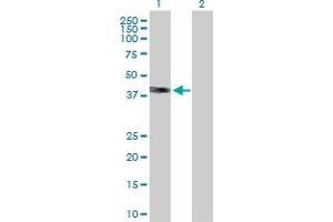 Western Blot analysis of WNT3A expression in transfected 293T cell line by WNT3A MaxPab polyclonal antibody. (WNT3A Antikörper  (AA 1-385))