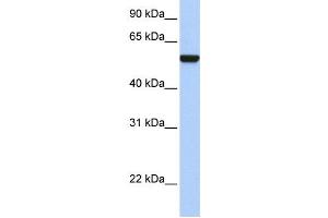 Western Blotting (WB) image for anti-Interferon Related Developmental Regulator 1 (IFRD1) antibody (ABIN2459778)