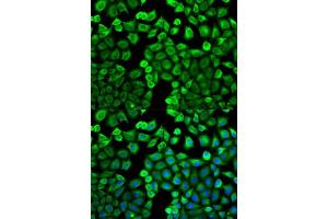 Immunofluorescence (IF) image for anti-Histamine N-Methyltransferase (HNMT) (AA 1-292) antibody (ABIN3016181)