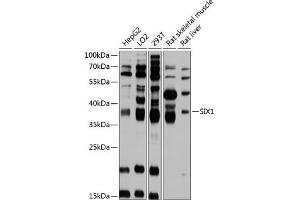 Western blot analysis of extracts of various cell lines, using SIX1 antibody (ABIN6133368, ABIN6147805, ABIN6147806 and ABIN6215517) at 1:3000 dilution. (SIX Homeobox 1 Antikörper  (AA 60-270))