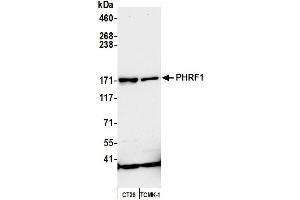 anti-PHD and Ring Finger Domains 1 (PHRF1) (AA 1400-1450) antibody