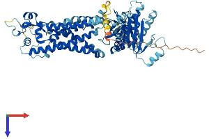 NOX1 Protein (AA 1-591) (His tag)