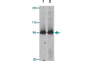 Western blot analysis of LRRFIP2 in rat colon tissue lysate with LRRFIP2 polyclonal antibody  at 0. (LRRFIP2 Antikörper  (C-Term))