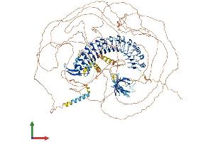 AlphaFold protein structure predicition of Mouse Recombinant Erbin Protein, UniprotID Q80TH2