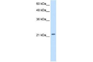 WB Suggested Anti-PMF1 Antibody Titration: 2. (PMF1 Antikörper  (Middle Region))