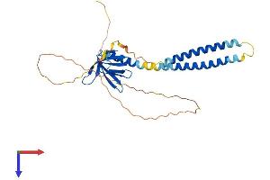 PLEKHA3 Protein (AA 1-300) (His tag)