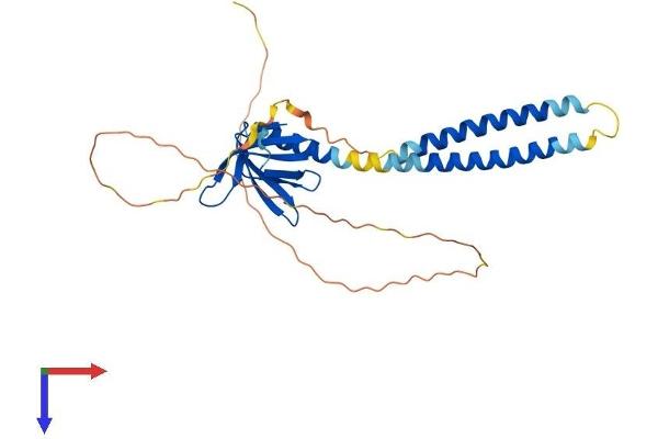 PLEKHA3 Protein (AA 1-300) (His tag)