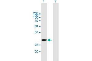 Western Blot analysis of EXOSC3 expression in transfected 293T cell line by EXOSC3 MaxPab polyclonal antibody. (EXOSC3 Antikörper  (AA 1-275))