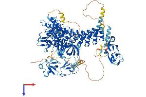 MIB1 Protein (AA 1-1006) (His tag)