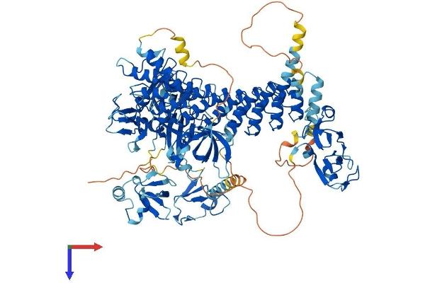 MIB1 Protein (AA 1-1006) (His tag)