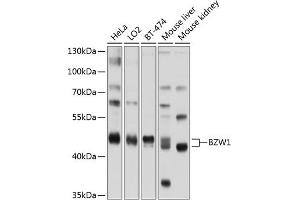 Western blot analysis of extracts of various cell lines, using BZW1 antibody (ABIN6133355, ABIN6137710, ABIN6137711 and ABIN6220232) at 1:1000 dilution. (BZW1 Antikörper  (AA 1-290))