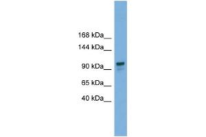 WB Suggested Anti-GANAB  Antibody Titration: 0. (GANAB Antikörper  (Middle Region))