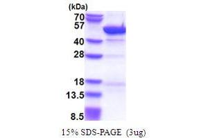 SDS-PAGE (SDS) image for Cytohesin 3 (CYTH3) (AA 1-399) protein (His tag) (ABIN6387422) (Cytohesin 3 Protein (CYTH3) (AA 1-399) (His tag))