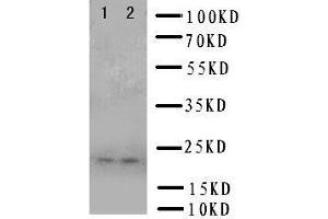 Anti-Prion protein PrP antibody, Western blotting Lane 1: U87 Cell Lysate Lane 2: U87 Cell Lysate (PRNP Antikörper  (Middle Region))