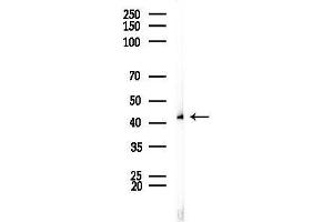 anti-Selenoprotein P (SEPP1) antibody