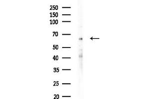 anti-Arylsulfatase J (ARSJ) (Internal Region) antibody