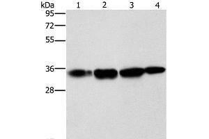 Necdin-Like 2 antibody