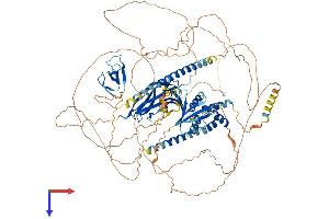 NBR1 Protein (AA 1-966) (His tag)