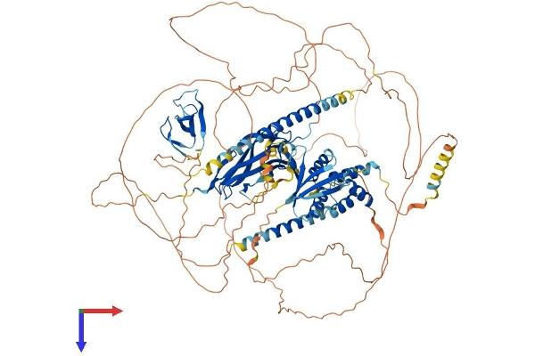 NBR1 Protein (AA 1-966) (His tag)