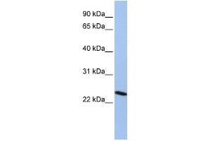 CBX7 Antikörper  (Middle Region)