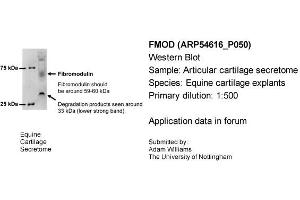 Sample Type: Equine Cartilage ExplantsPrimary Dilution: 1:500Secondary: Bio-Rad 170-5046 (Dilution: 1:100,000) (Fibromodulin Antikörper  (N-Term))