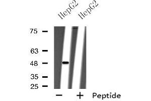Western blot analysis of extracts from HepG2 cells using P2RY11 antibody. (P2RY11 Antikörper  (C-Term))